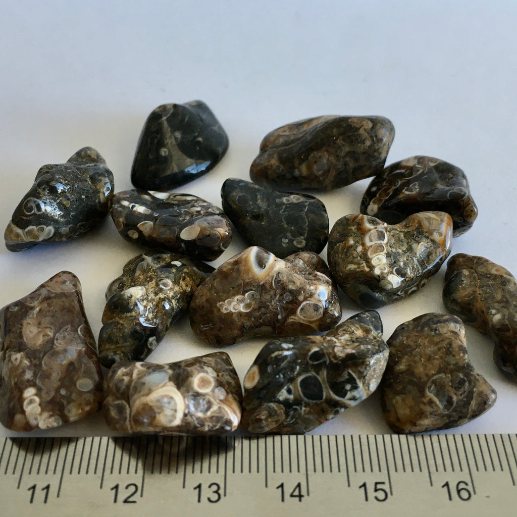 Turritella Agate Tumbled - 2.99 now 1.99!