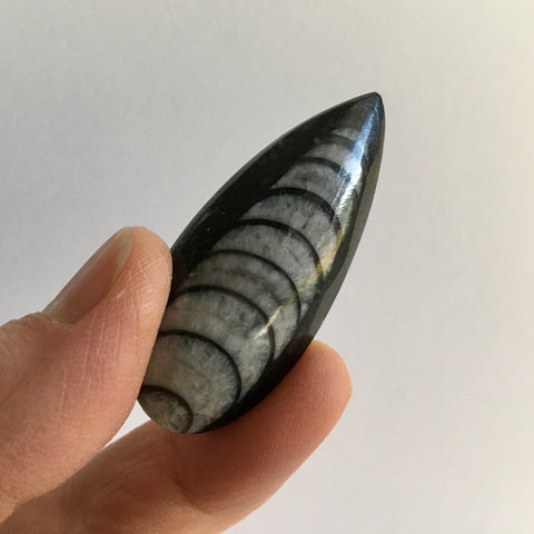 Orthoceras Fossil - 15.99