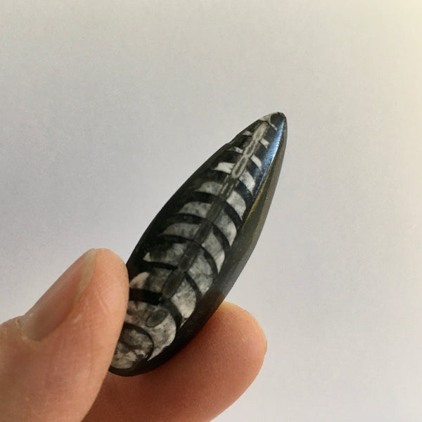 Orthoceras Fossil - 15.99