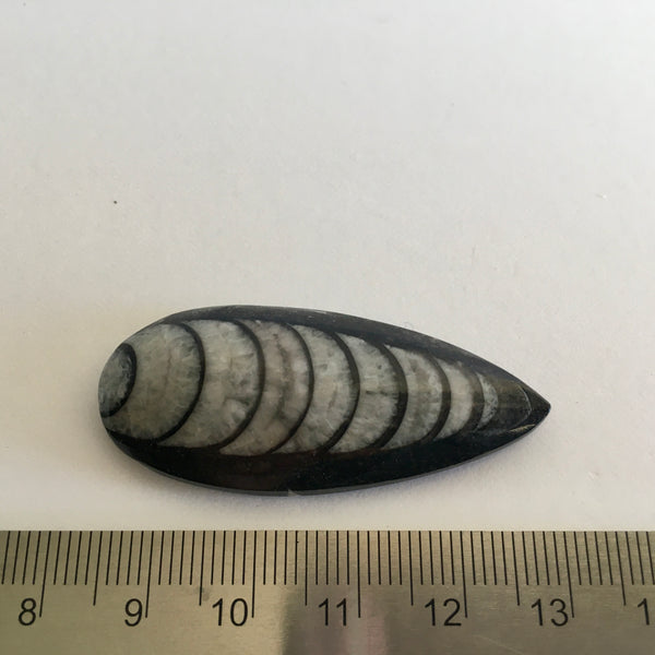 Orthoceras Fossil - 15.99