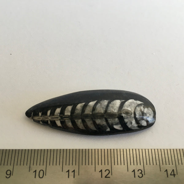 Orthoceras Fossil - 15.99
