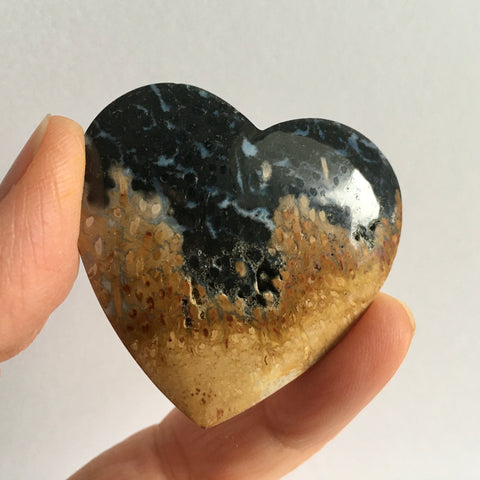Fossilized Palm Root - 15.99