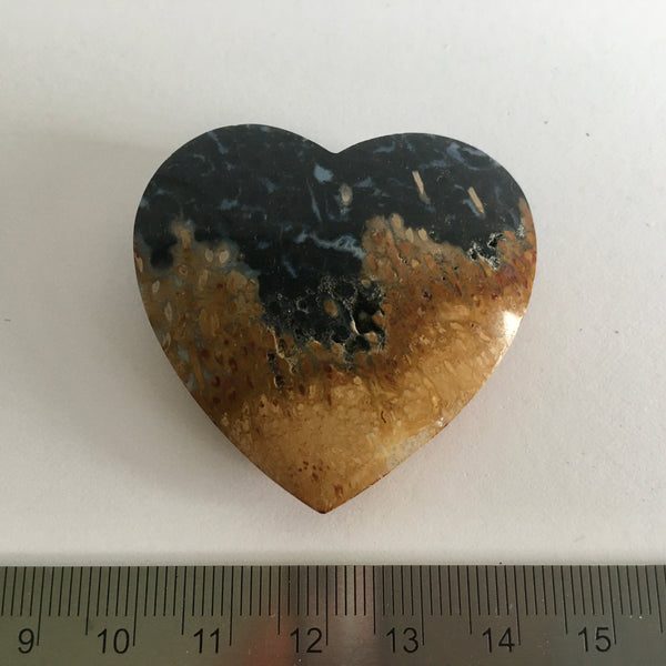 Fossilized Palm Root - 15.99