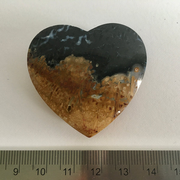 Fossilized Palm Root - 15.99