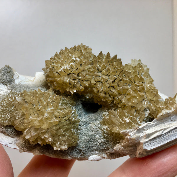Golden Calcite Fossilized Shell - 164.00