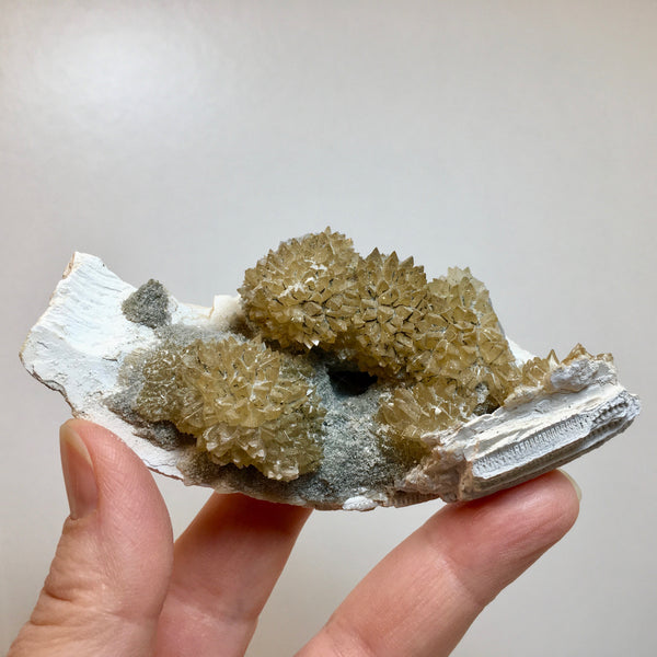 Golden Calcite Fossilized Shell - 164.00