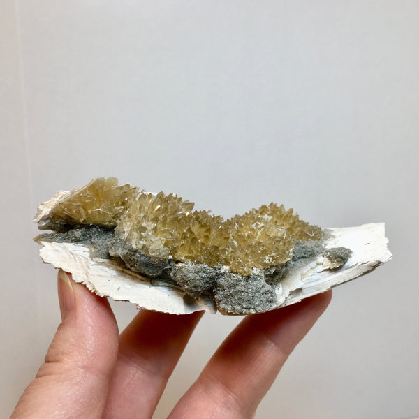 Golden Calcite Fossilized Shell - 164.00