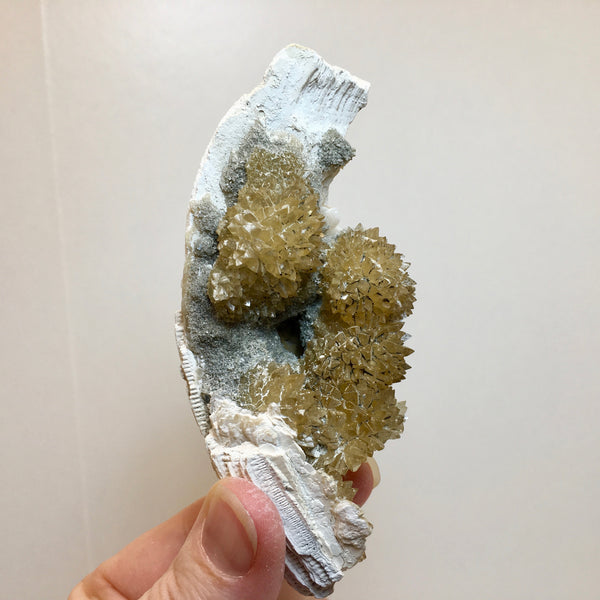 Golden Calcite Fossilized Shell - 164.00