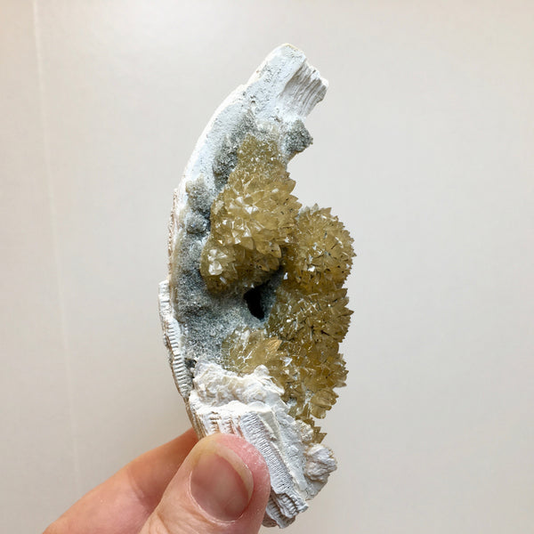 Golden Calcite Fossilized Shell - 164.00