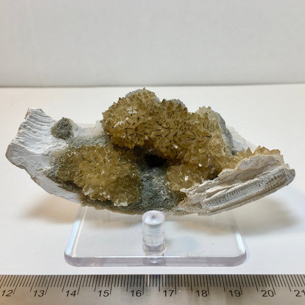 Golden Calcite Fossilized Shell - 164.00