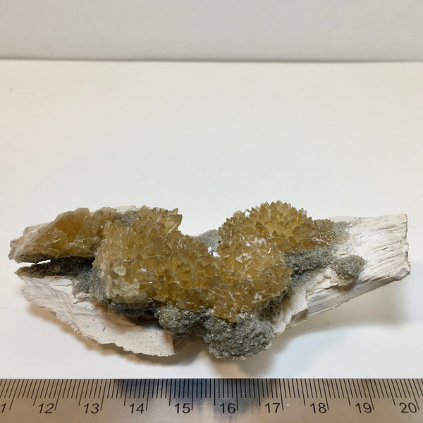 Golden Calcite Fossilized Shell - 164.00