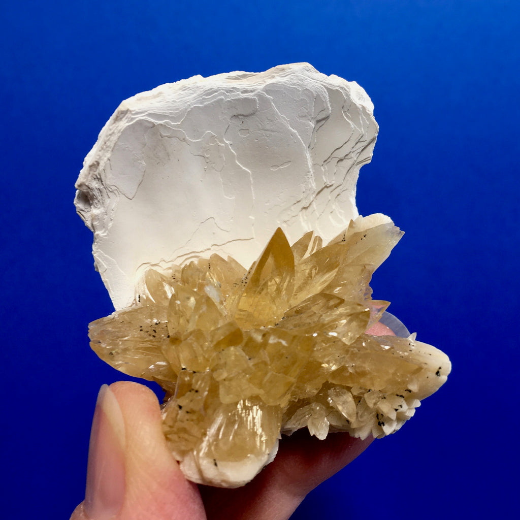 Golden Calcite Fossilized Shell - 117.00