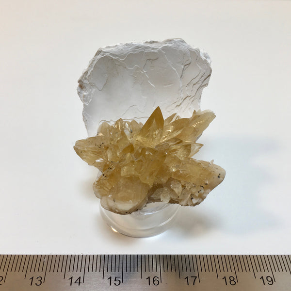 Golden Calcite Fossilized Shell - 117.00