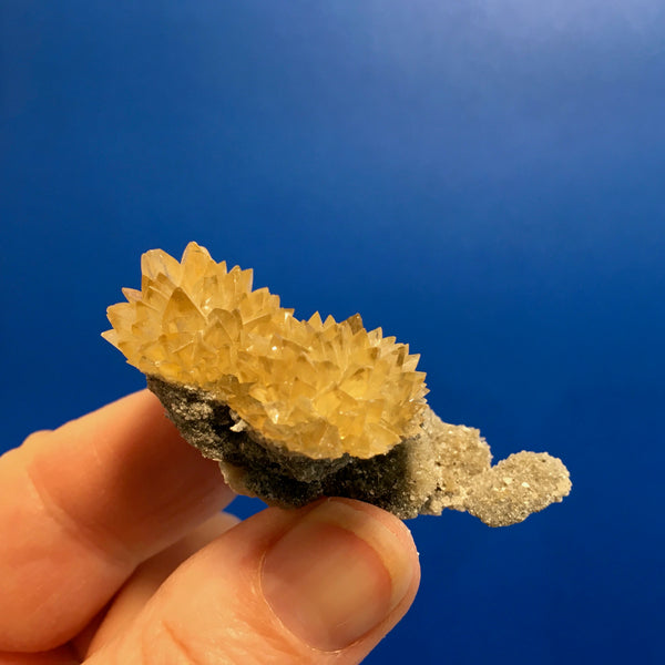 Golden Calcite Fossilized Shell - 59.00