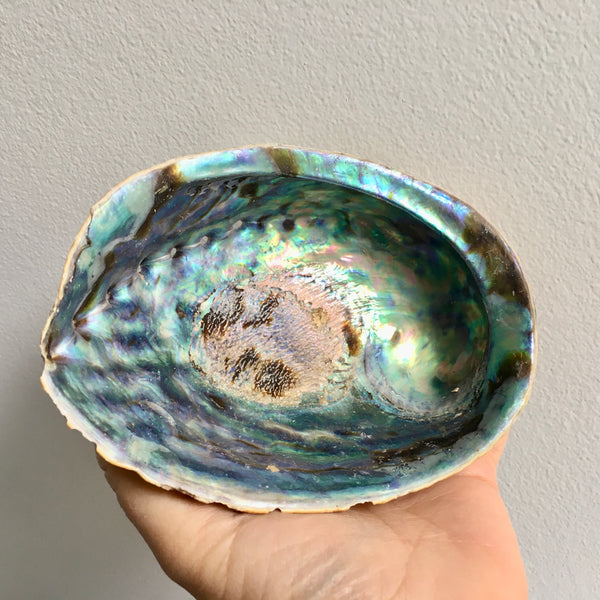 Abalone Shell - 24.99