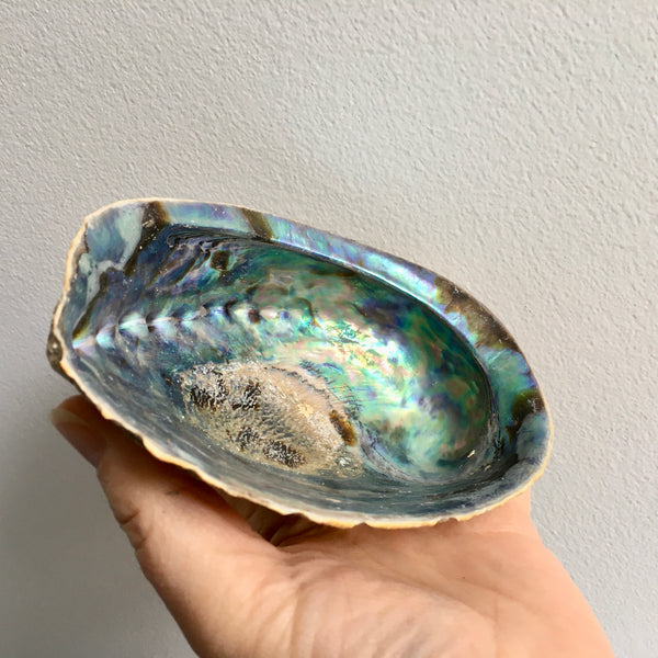 Abalone Shell - 24.99