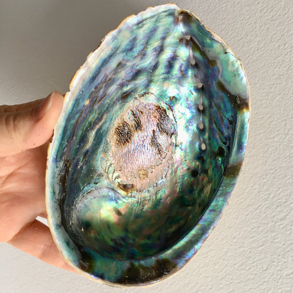 Abalone Shell - 24.99