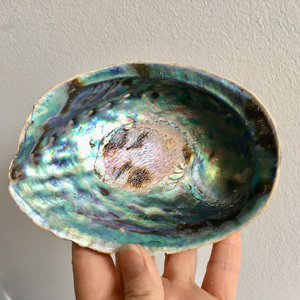 Abalone Shell - 24.99
