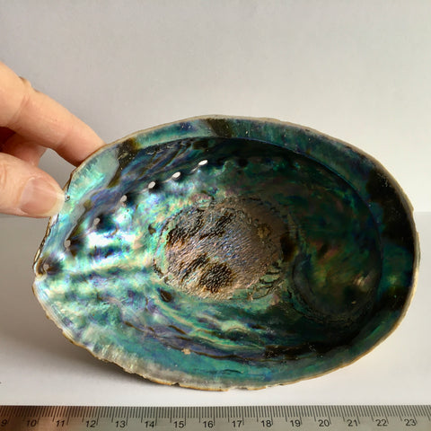 Abalone Shell - 24.99