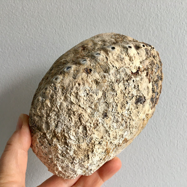 Abalone Shell - 24.99