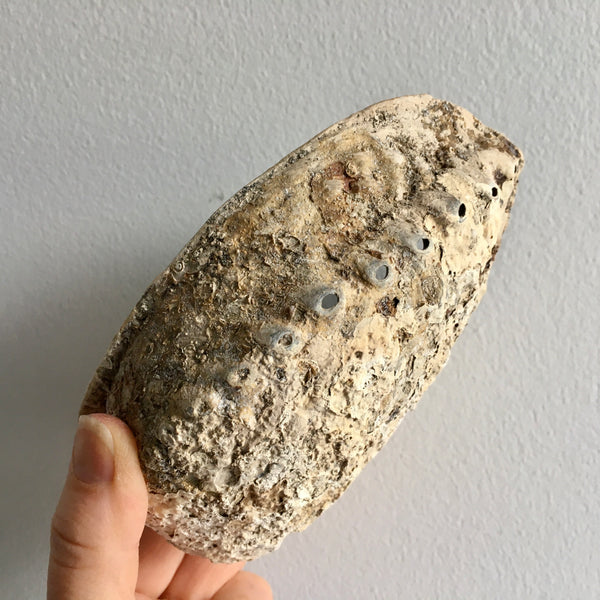 Abalone Shell - 24.99