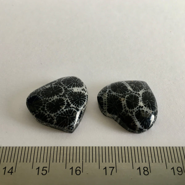 Fossilized Black Coral Heart - 9.99