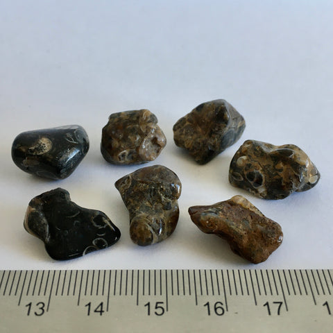 Turritella Agate Tumbled - 0.75