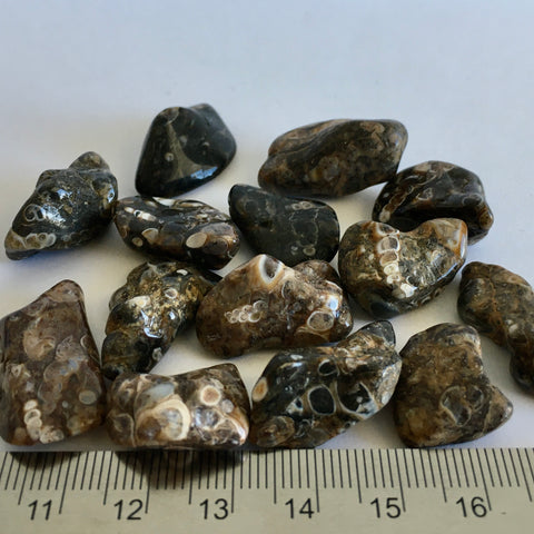 Turritella Agate Tumbled - 2.99 now 1.99!