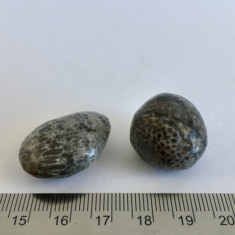 Bryzoan Fossil Tumbled - 5.99