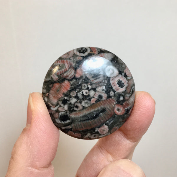 Crinoid Fossil Cabochon - 19.99