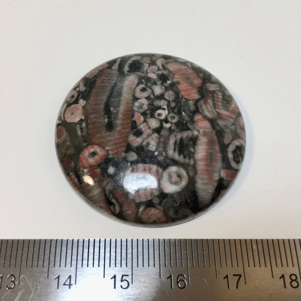 Crinoid Fossil Cabochon - 19.99