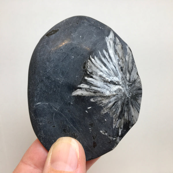 Chrysanthemum Stone - 31.99