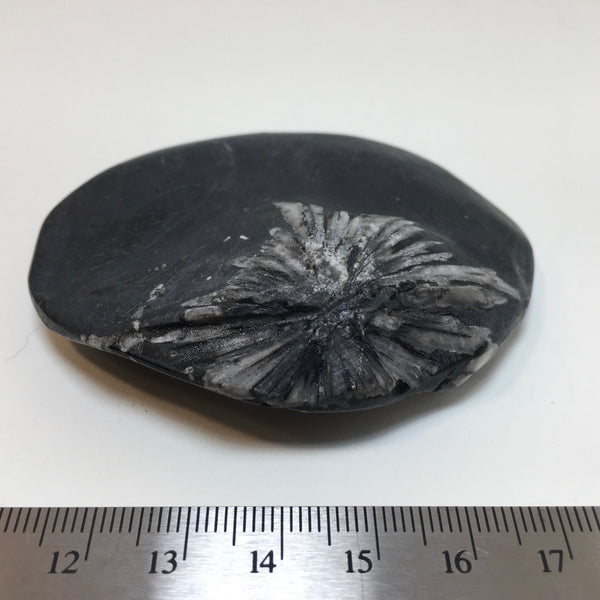 Chrysanthemum Stone - 31.99