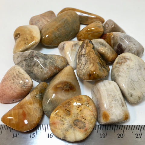 Fossilized Coral Tumbled - 2.49