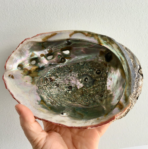 Abalone Shell Large - 75.00
