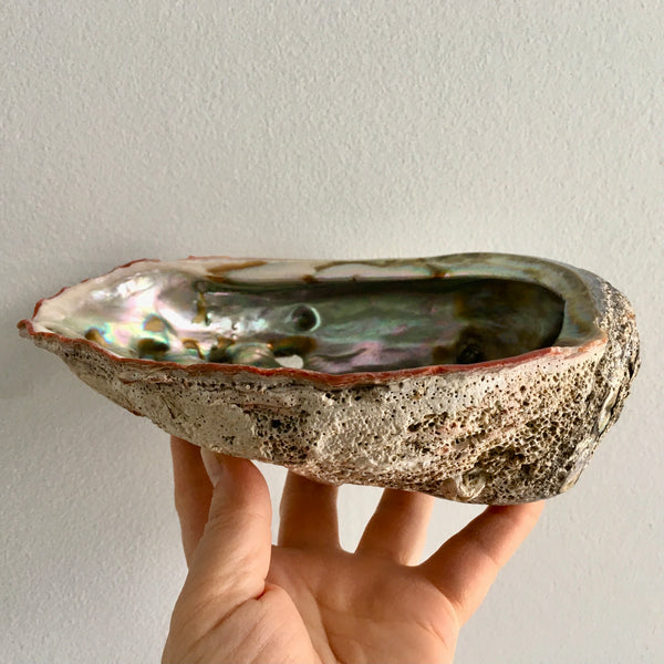 Abalone Shell Large - 75.00