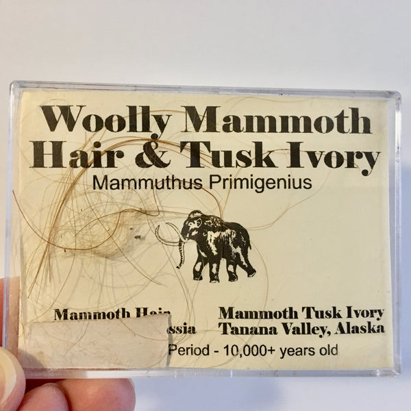 Woolly Mammoth Tusk and Hair - 38.00