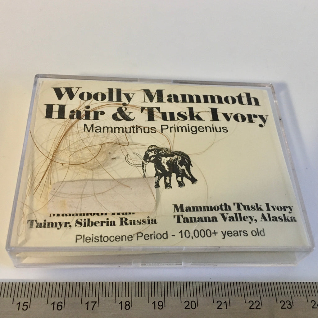 Woolly Mammoth Tusk and Hair - 38.00